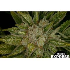 Экспресс Чернобыль, Фасовка: 5